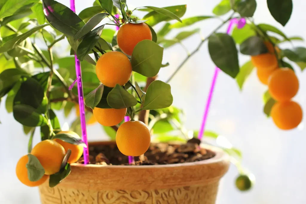 Citrus Kumquat in Houseplants 