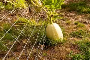 Complete Guide to Growing Spaghetti Squash