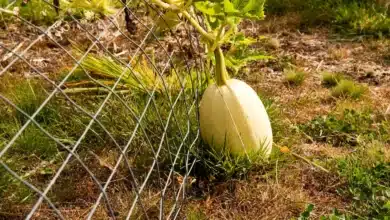 Complete Guide to Growing Spaghetti Squash