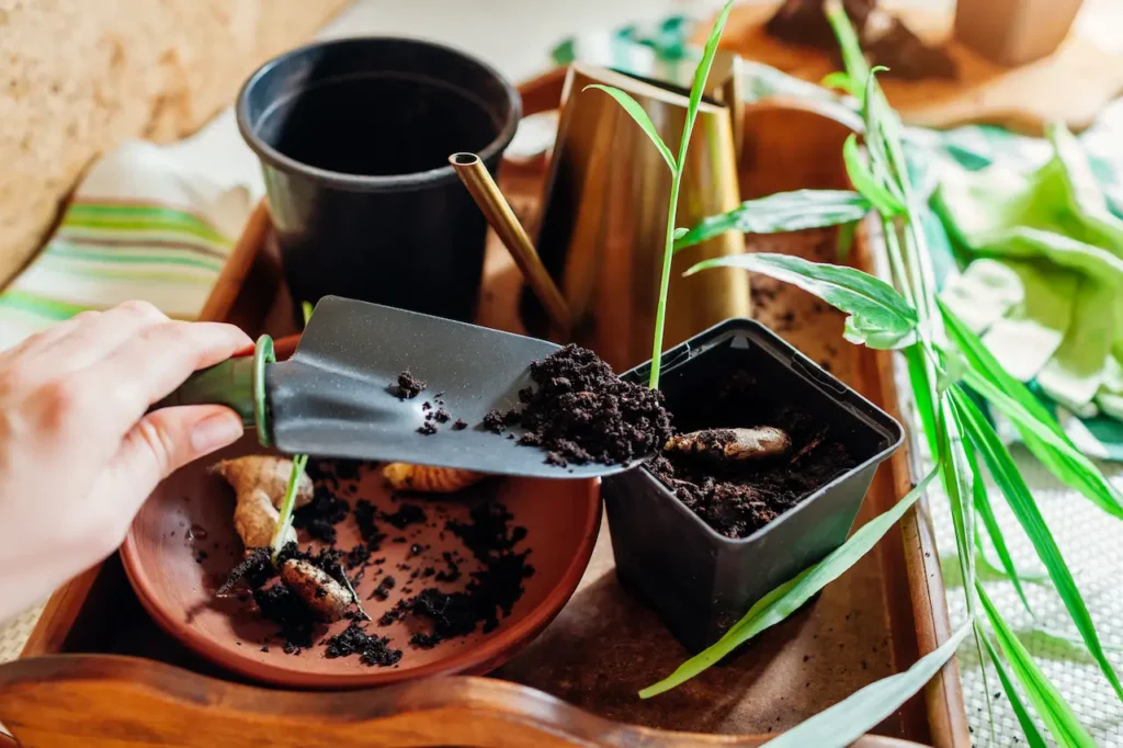 Covering Ginger With Soil 