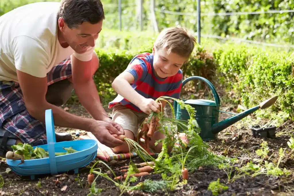 Father And Son Harvesting Carrots 