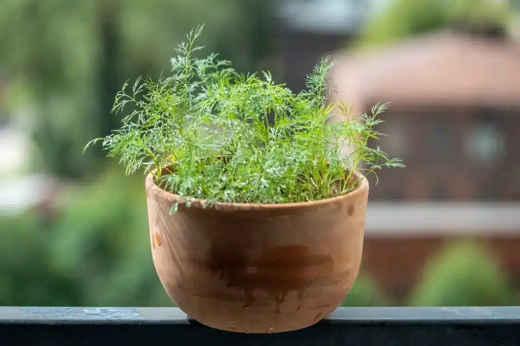 Grow Your Own Dill 