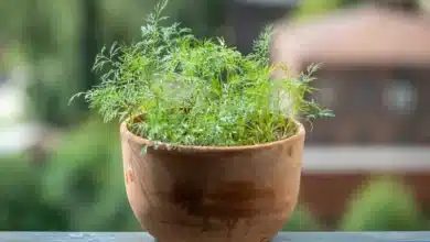 Grow Your Own Dill