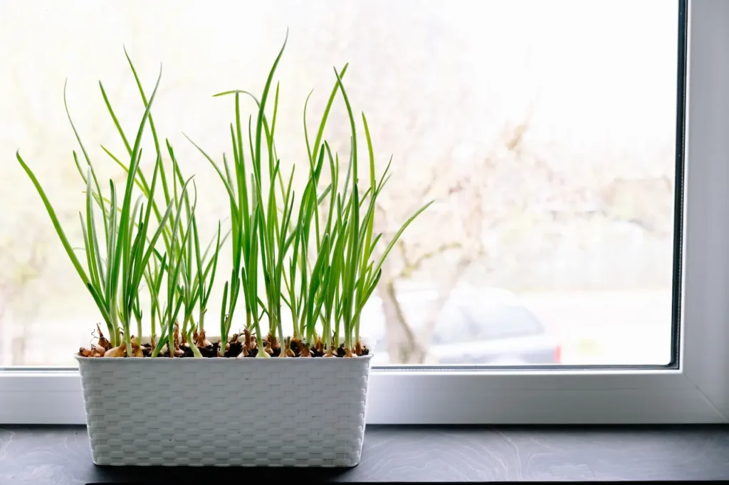 Growing Green Onions on a Windowsill 