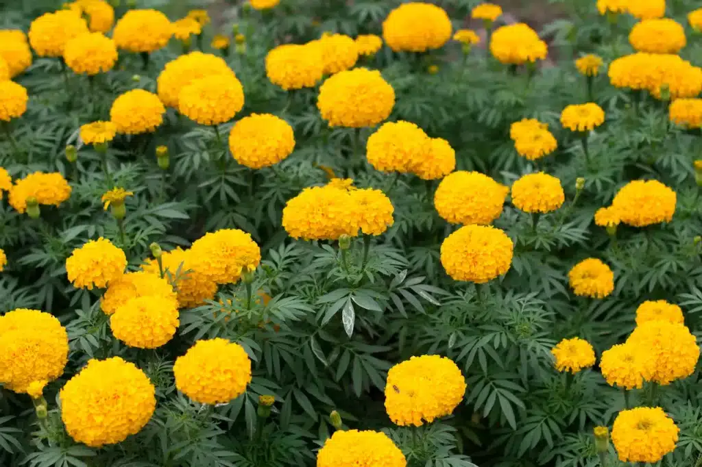 Growing Marigolds