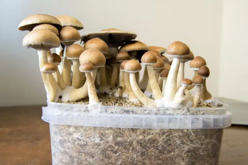 Growing Mushrooms in the House 