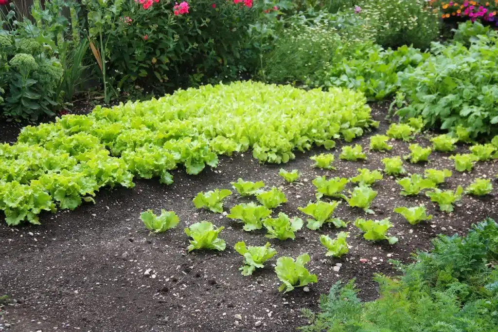 Growing Your Own Lettuce 