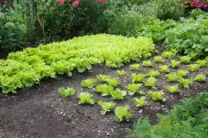 Growing Your Own Lettuce