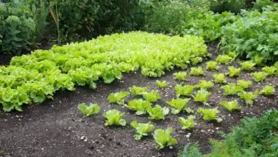 Growing Your Own Lettuce