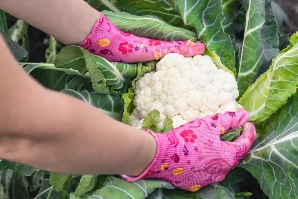 Harvesting Cauliflower 