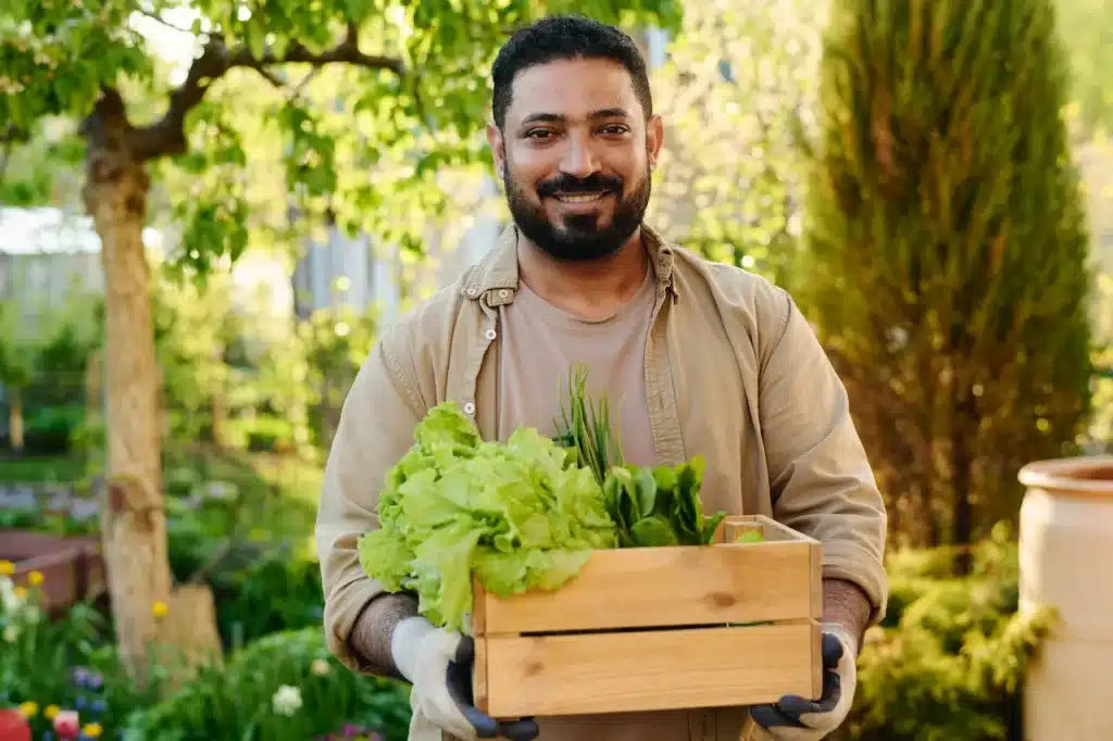 Harvesting Fresh Lettuce 