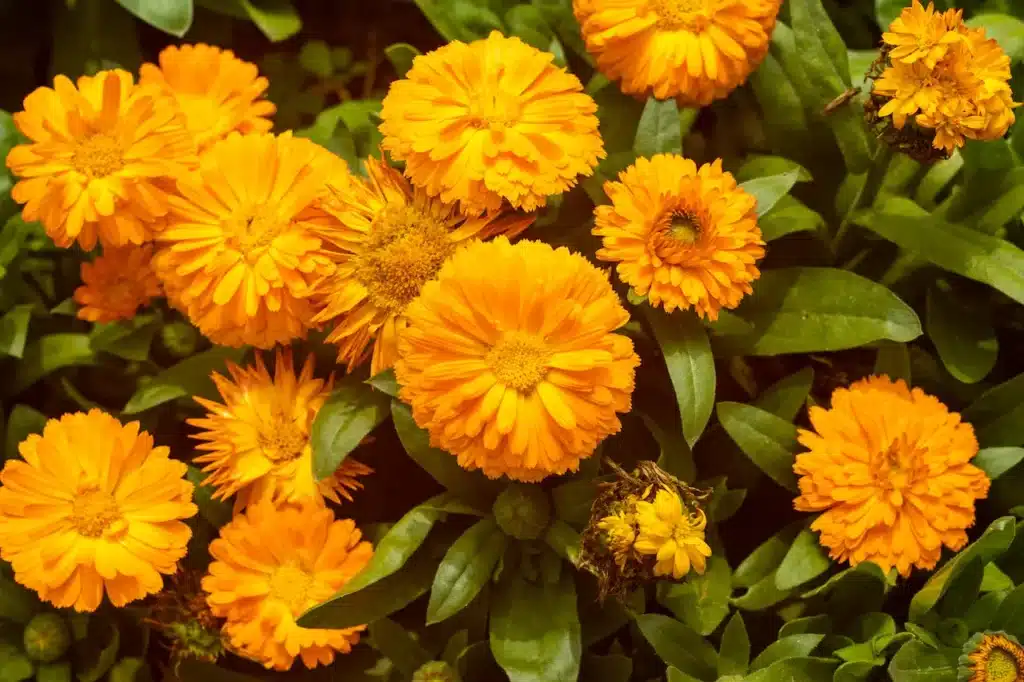 How to Grow & Care for Marigolds 