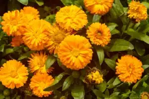 How to Grow & Care for Marigolds