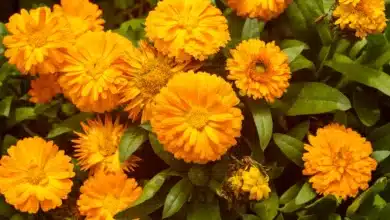 How to Grow & Care for Marigolds