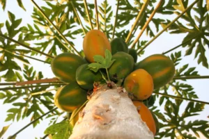 How to Grow Papaya From Seeds at Home