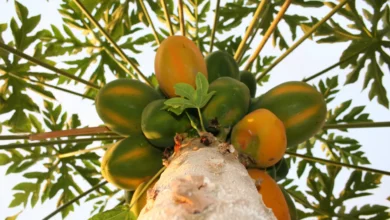 How to Grow Papaya From Seeds at Home