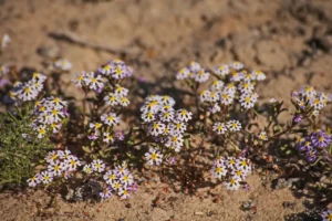 How to Grow Zaluzianskya Capensis