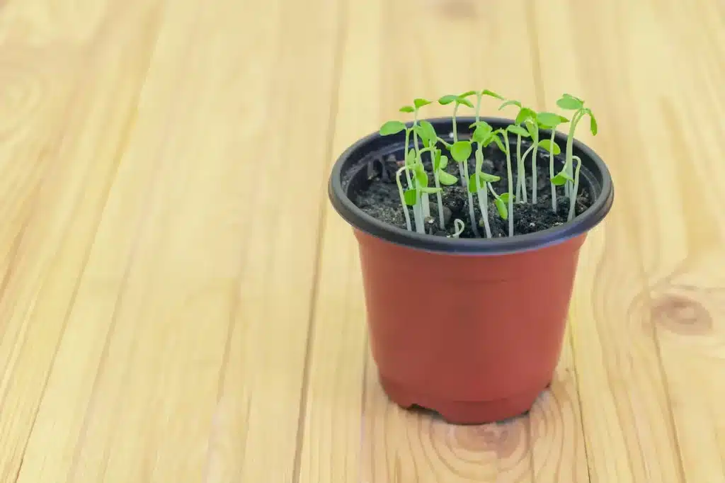 Papaya Seedlings Germinated 