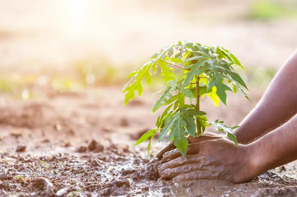 Planting Young Papaya Tree into Soil 