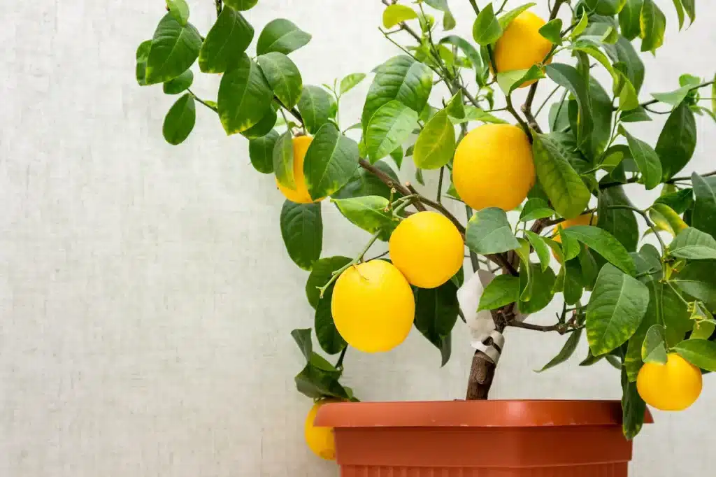 Potted Citrus Plant 