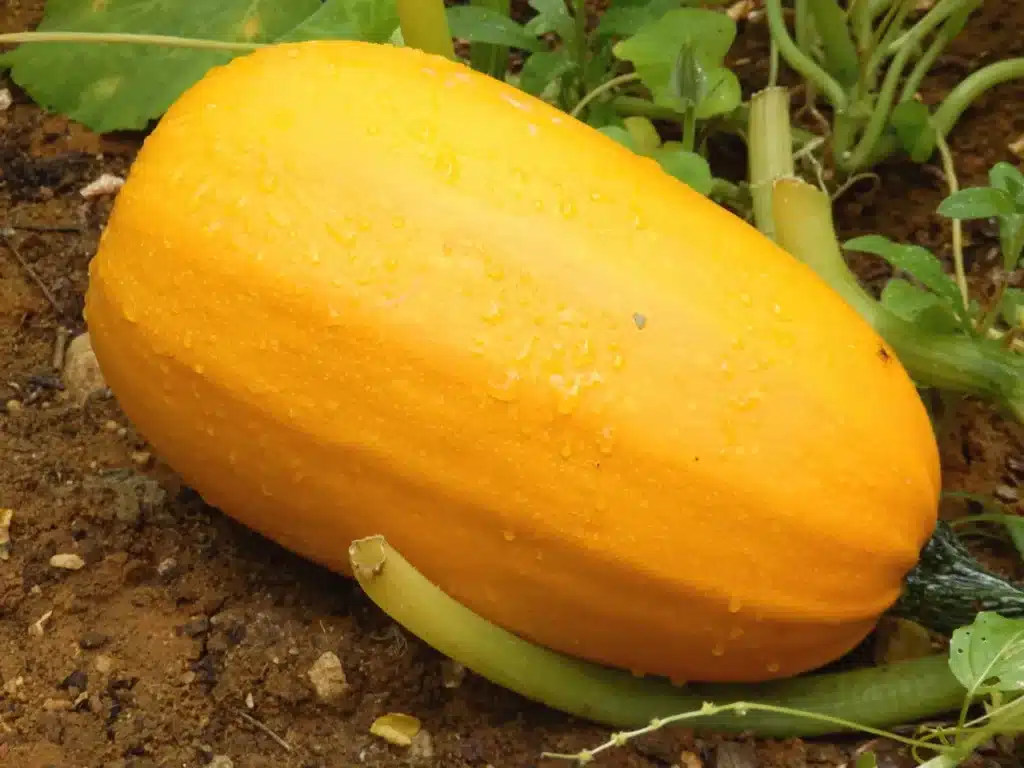 Spaghetti Squash Covered in Raindrops 