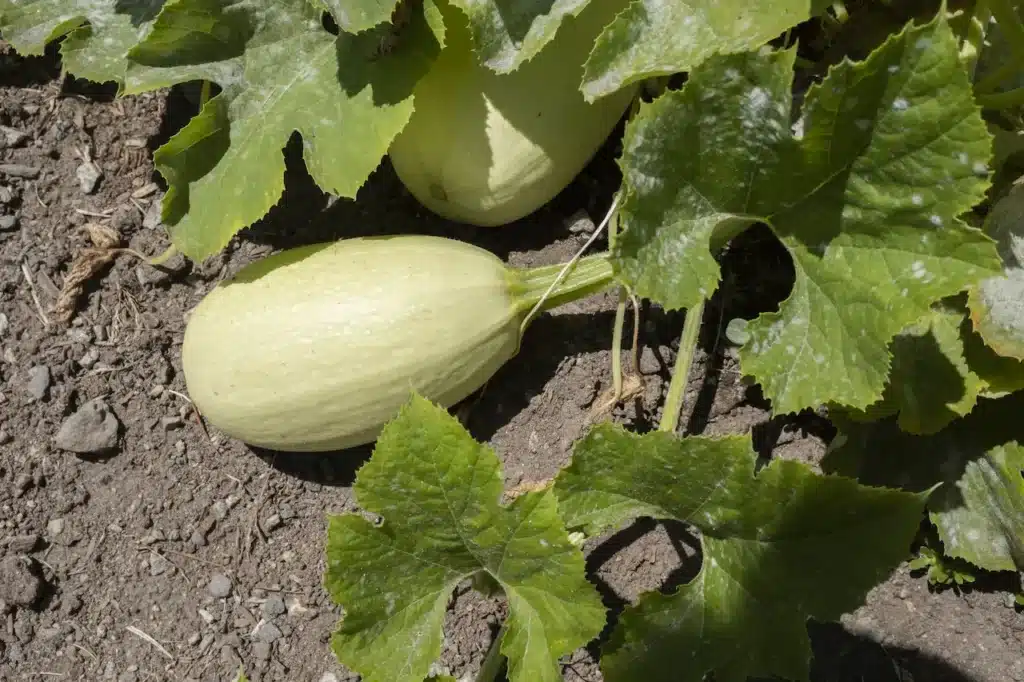 Spaghetti Squash and Leaves 