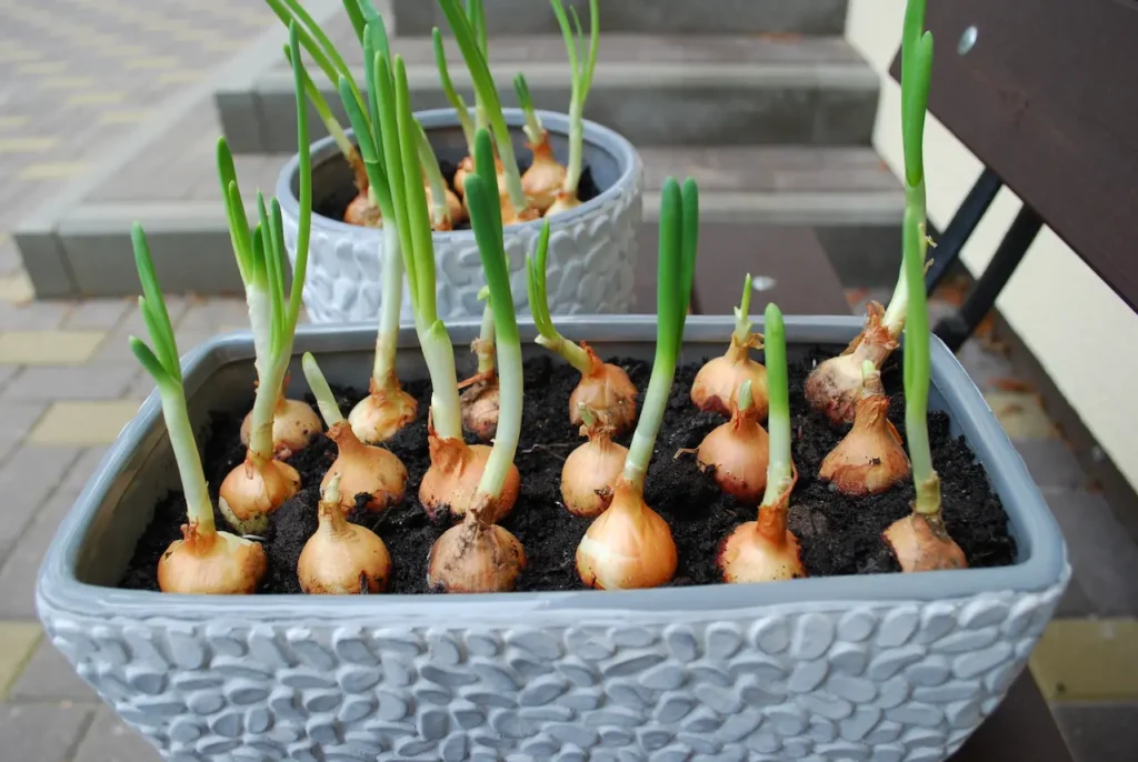 Spring Onion Seedlings to Grow at Home 