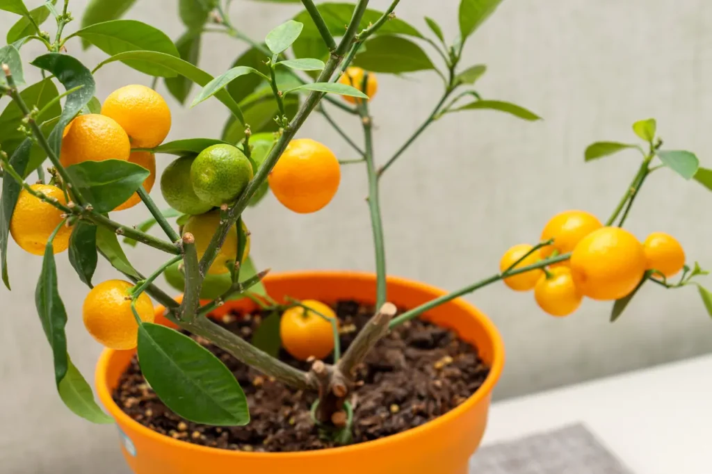 The Joy and Pain of Growing Citrus Indoors 