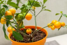 The Joy and Pain of Growing Citrus Indoors