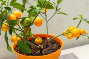 The Joy and Pain of Growing Citrus Indoors