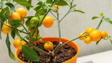 The Joy and Pain of Growing Citrus Indoors