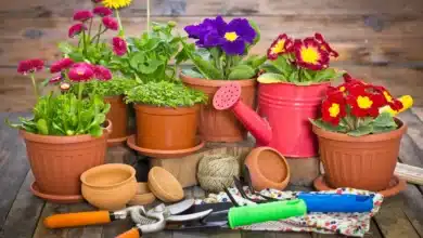 Top Gardening Tools and Flowers