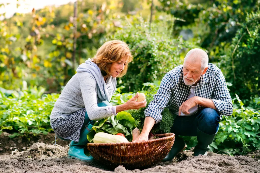 Vegetable Gardening for Autumn 