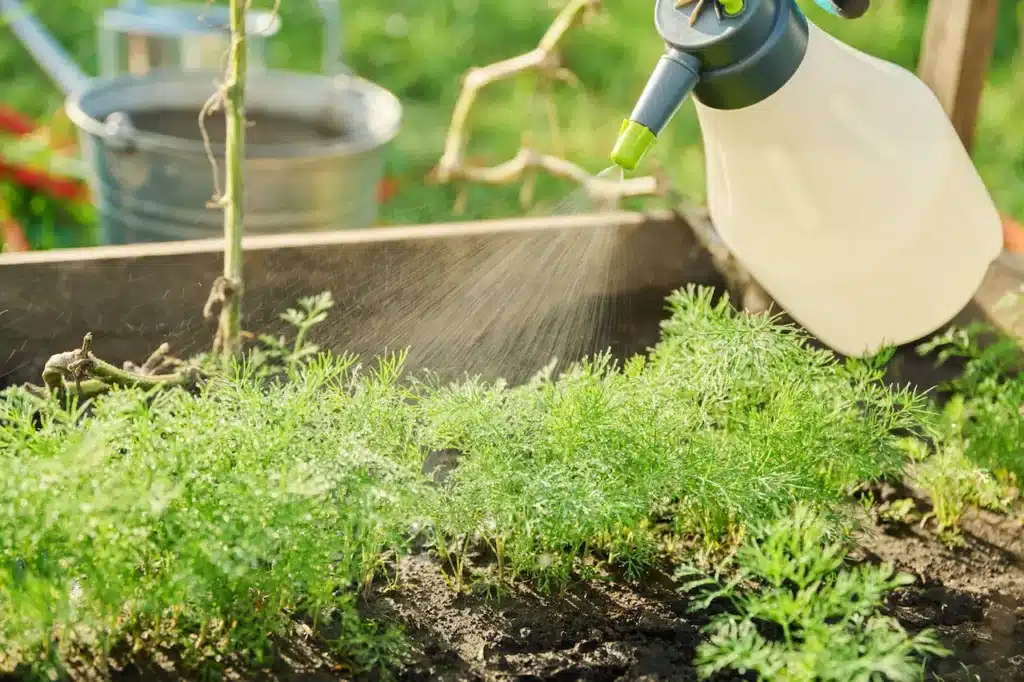 Watering the Dill 