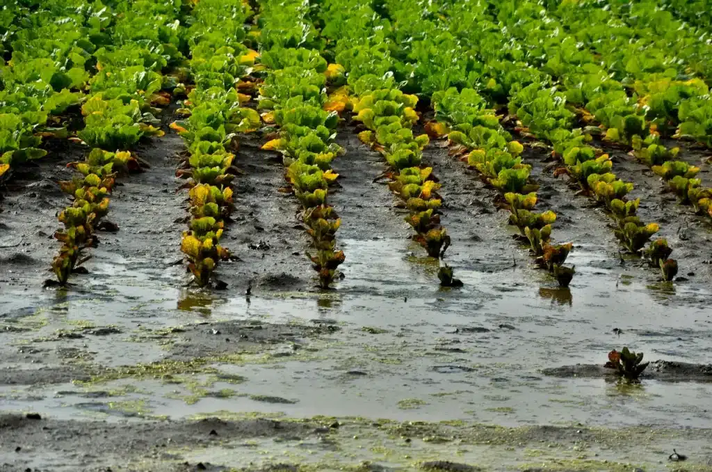 Waterlogging in Cabbage Crop 