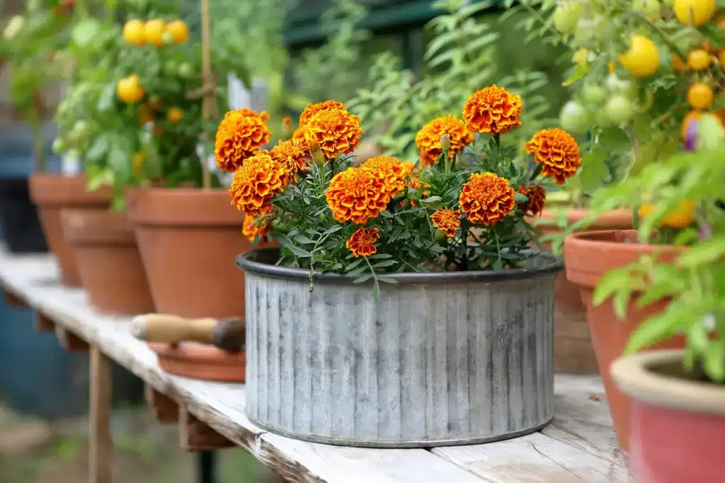 Yellow and Orange Marigolds 